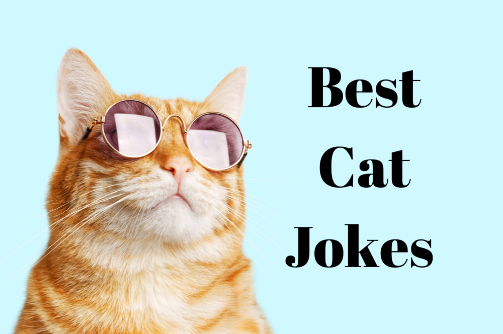 50 Best Cat Jokes Fur You Right Meow!