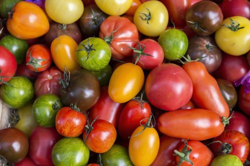 8 Benefits of Tomatoes, the Savory Fruit In Peak Season Right Now