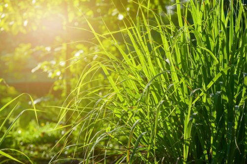Avoid Getting Eaten Alive This Summer With These 25+ Plants That Repel Mosquitoes