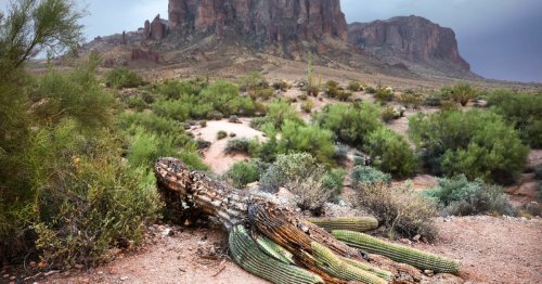 It’s So Hot in Arizona That Giant Cactuses Are Collapsing