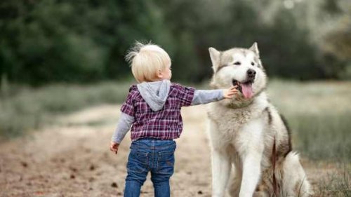 Funny Toddler ‘Pretends To Be Hurt’ To Get a Kiss From His Dog & It’s Too Cute