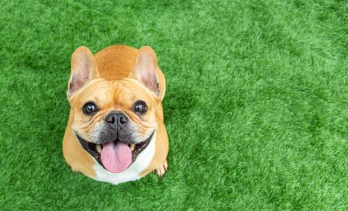 These 50 Best Small Dog Breeds to Own as Pets are Guaranteed to Get Your Tail Wagging