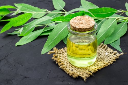 What Is Eucalyptus Oil, and Why Is It So Good for You? Here Are 10 Surprising Benefits