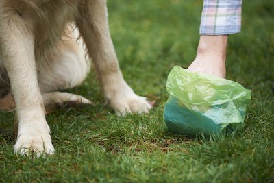 It's Weird, Gross, and We Gotta Know—Why Do Dogs Eat Poop? Vets Explain This Dirty Habit