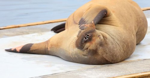 Freya the famous boat-sinking walrus is at it again