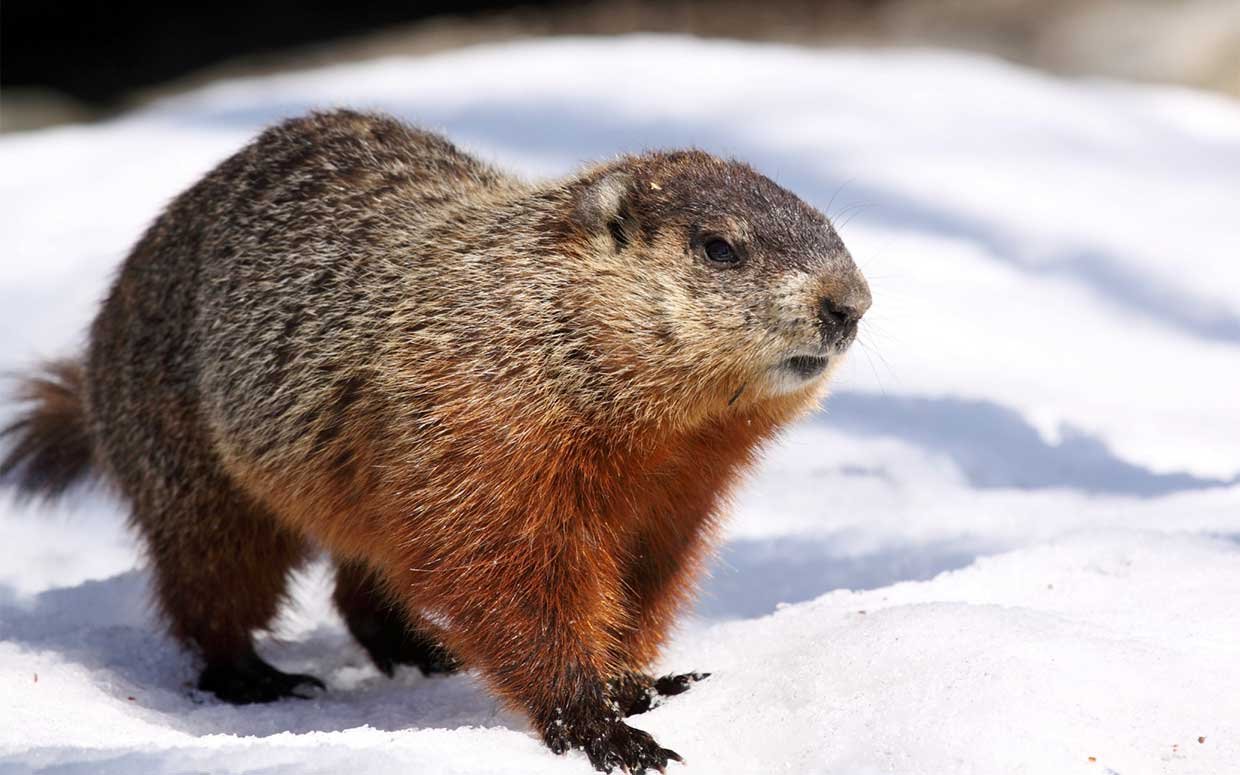 The Real Origin of Groundhog Day—And How It Can Be Traced Back to the Ancient Christian Celebration of Candlemas Day