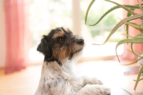 Careful! These 29 Plants Are Poisonous to Dogs