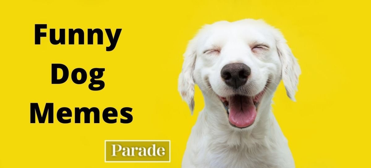 50 Funniest Dog Memes We've Seen Yet