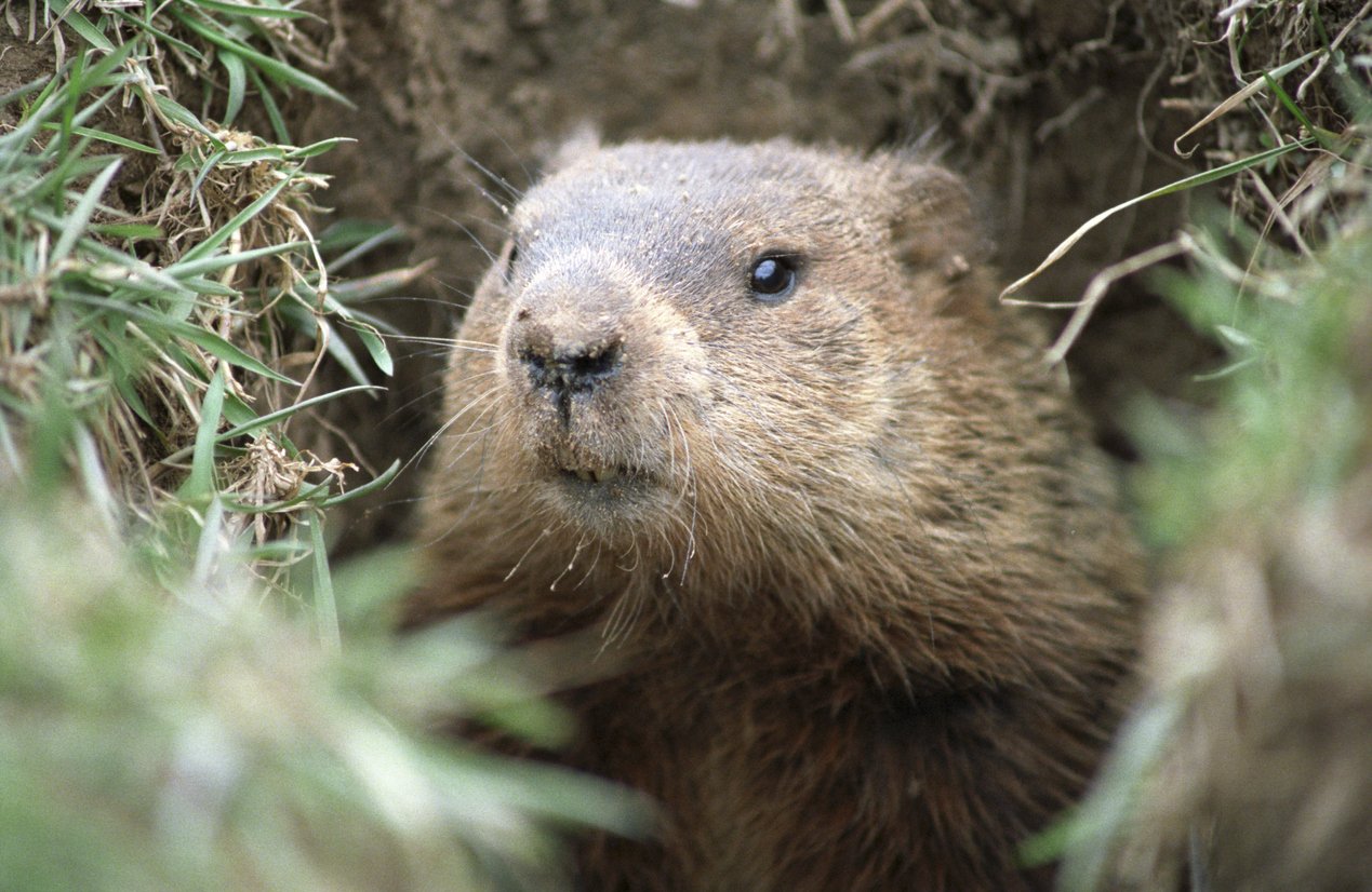 Everything You Need to Know About Groundhog Day