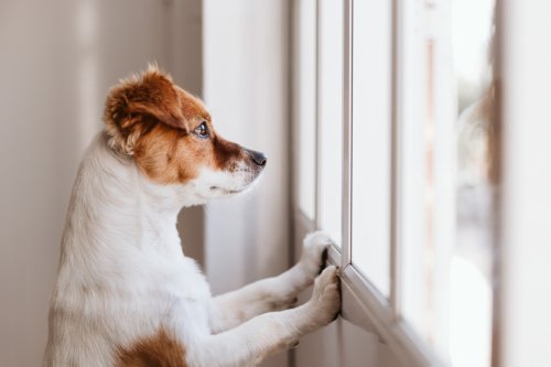 8 Subtle Signs Your Dog Is Lonely, According to Pet Behaviorists