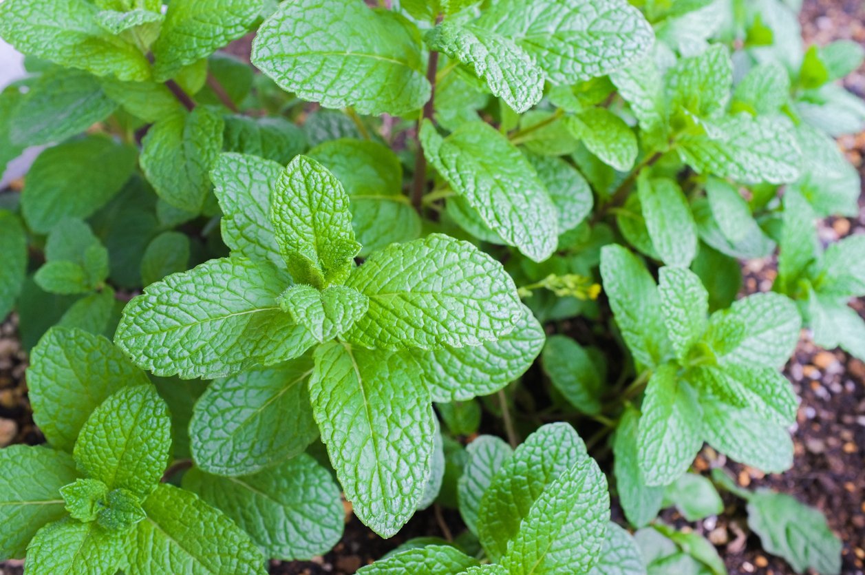People Are Using Japanese Mint 'Patches' to Lose Weight—but Do They Work? Here's What Experts Say