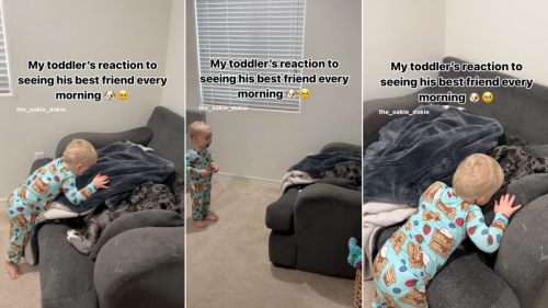 Great Dane Being Woken Up by Toddler Sibling Is the Gentlest Giant