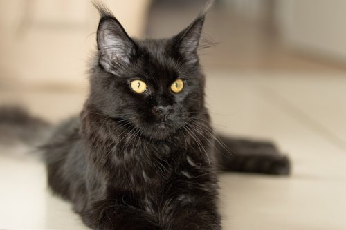 'Menace' Black Cat Demanding Pup Cup Like a Boss Is Such a Vibe
