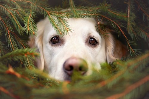 Dog Dad Shows Funny Reality of Bringing Home a Christmas Tree With a Labrador