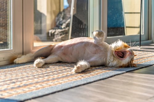 Longhaired Cat’s Epic ‘Grooming Fail’ Is True Feather-Duster Fashion