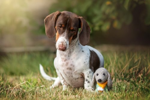 Dachshund Meets a Marionette in His Likeness and Total Cuteness Ensues