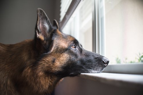 German Shepherd & Morkie 'Judging' People Who Pass by House Are the Ultimate Tag Team
