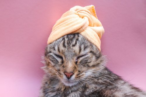 Special Needs Cat’s Luxurious Nighttime Routine Is Giving Bella Hadid Vibes in the Best Way