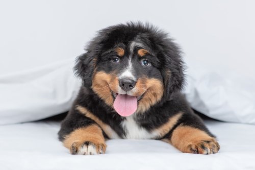 Bernese Mountain Puppy's Attempt to Make Golden Retriever Brother 'Love Her' Is Everything