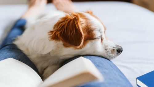 7 Weird Things Dogs Do Around Their Pet Parents—and Why