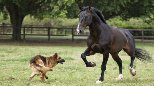 German Shepherd and Horse Playfully Share a Toy Like a Couple of Besties