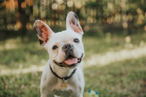 French Bulldog Who's Convinced Newborn Is 'Her Baby' Is the Best Little Mama