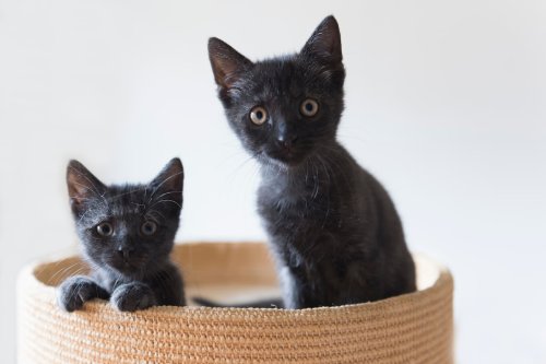 Tiny Black Kitten's 'Scream Meows' for Food Have More Bark Than Bite