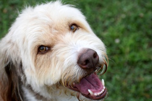 Terrier’s Hilarious ‘Reverse Bark’ Is the Most Polite Tantrum You’ll Ever See