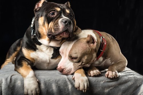 Precious Rescue Bully Finally Learning to Play After 2 Years Will Melt Any Heart