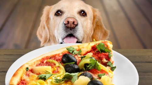 Pet Parents Leave Unattended Pizza with the Dog and Total Hilarity Ensues