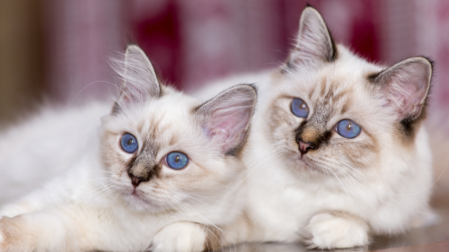 Woman Pays $50k for Kittens Who Are Genetic Clones of Her Late Cat