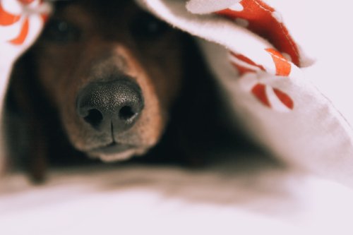 Mini Longhaired Dachshund's Unique Eyes Have Everyone Mesmerized