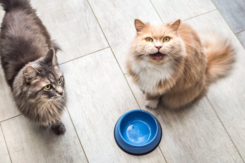 Cat Siblings Call a 'Code Red' When Dinner Is Late and It's an Absolute Riot