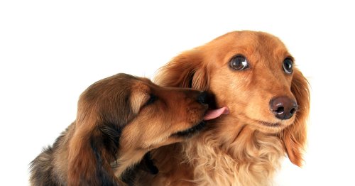 Dachshund's Sweet 'Obsession' with Canine Brother Is Giving People the Feels