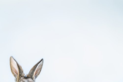 Rabbit with Gigantic Mustache Looks Like Everyone's Grandpa and People Are Shook
