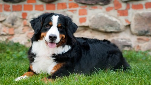 Bernese Mountain Dog's Adorable 'Happy' Bath Routine Is Going Viral