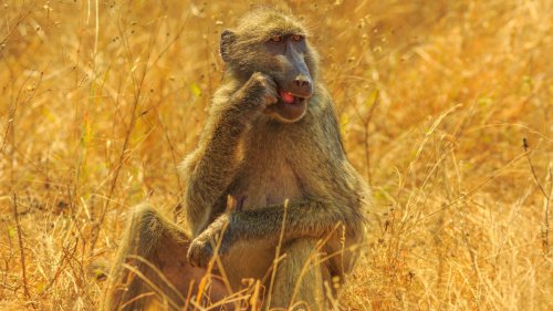 Hilarious Baboon's Unbothered Behavior Takes Center Stage During Snack Time