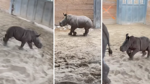 Toronto Zoo Shares Video of New 'Tank Baby' Rhino Who Has a Case of the 'Zoomies'