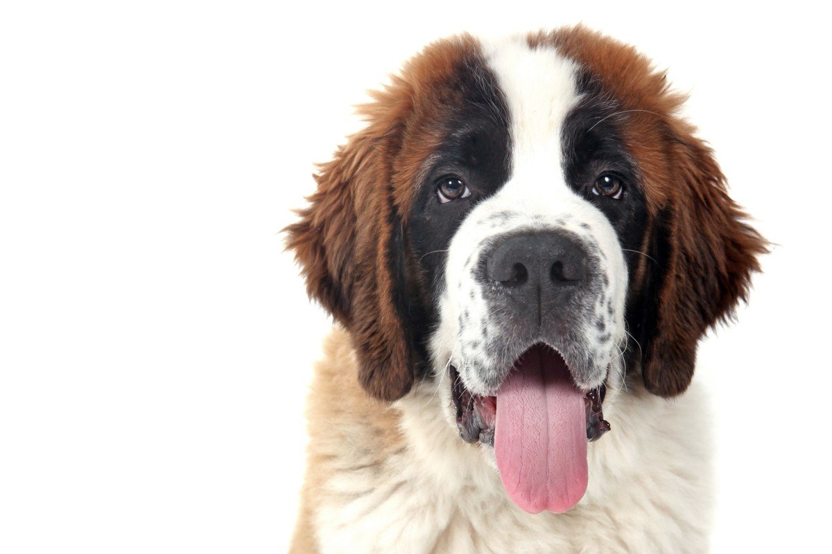 We're Saying 'Woof!' to These 50 Lovable Large Dog Breeds That Make Great Family-Friendly Pets