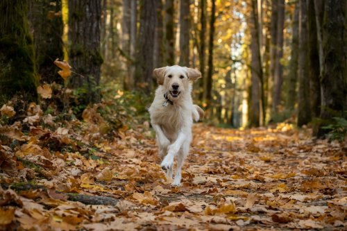 Yellow Lab’s Unwavering Love of Leaf Piles Through the Years Is Absolutely Priceless
