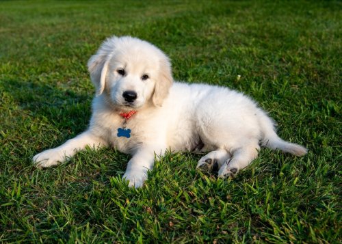 English Cream Golden Retriever Puppy's Attempt to Climb Stairs Results in Funniest Fail