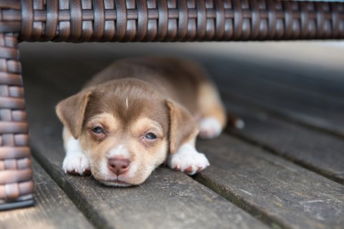 Tiny Foster Runt Pup Finds the 'Biggest Friend in the House' and It’s a Total Heart-Melter