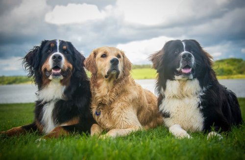 Bernese Mountain Dogs' Chill Attitude at Daycare vs. Labradors Is LOL Funny