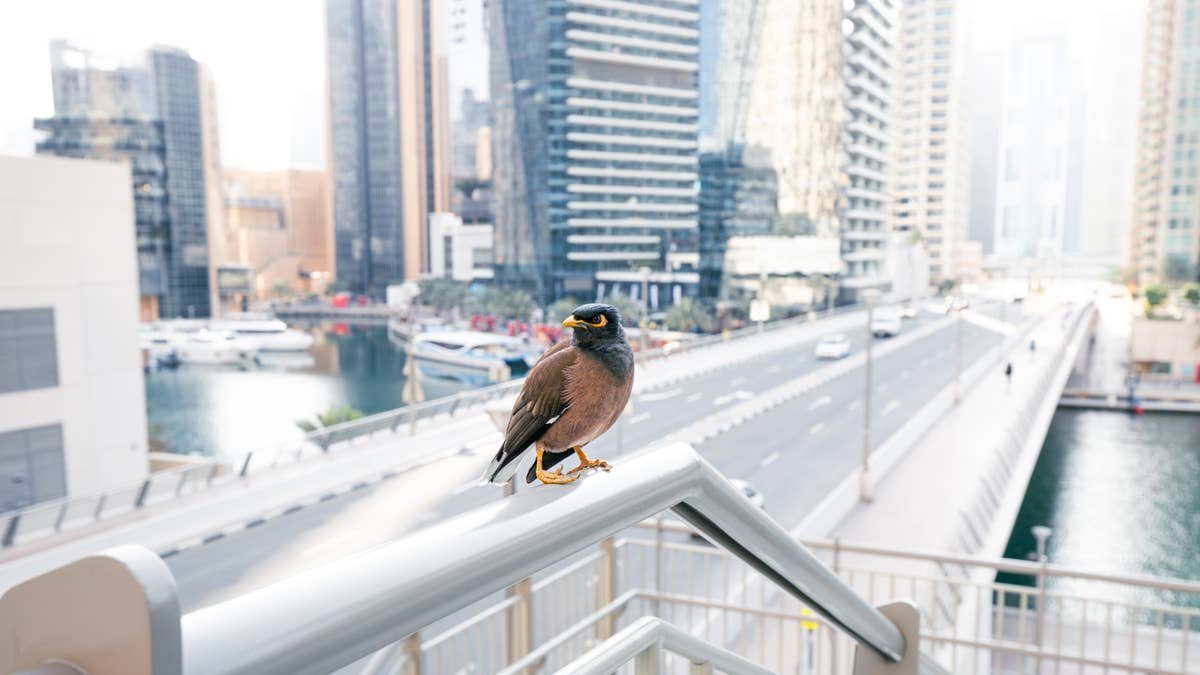 Sydney Birds Ride the Train Every Day and Somehow Know Exactly When To Get Off