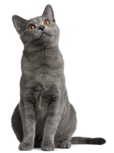 5 Weird Sounds Cats Can Hear That People Can't