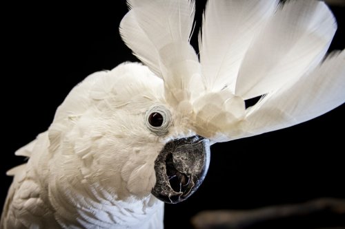 Cockatoo Having 'Studio Sesh' with 'His Boy' Will Make Anyone's Day
