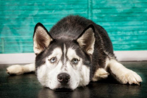 Heartbroken Husky Howling When Toddler Goes to School Gets the Sweetest Surprise