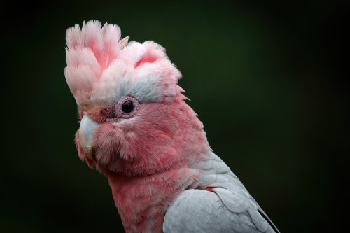 Beautiful Pink Parrot Play Fighting With Herself Has Dad in Stitches