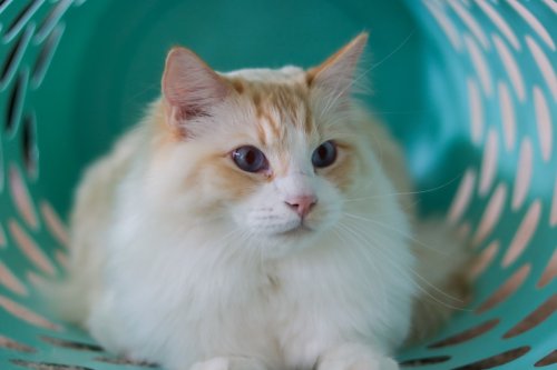 Rare Flame Point Ragdoll Cat Purrs So Loud He Sounds Like a Real Fire Truck