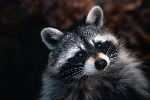 Cat Gets 'Held Hostage' by Affectionate Raccoon Sibling and It's Downright Precious